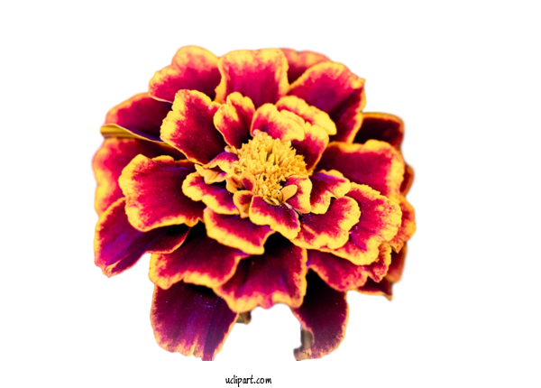 Free Flowers Petal Flower Animation For Flower Clipart Clipart Transparent Background