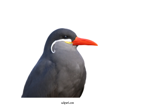 Free Animals Birds Beak Close Up For Bird Clipart Transparent Background