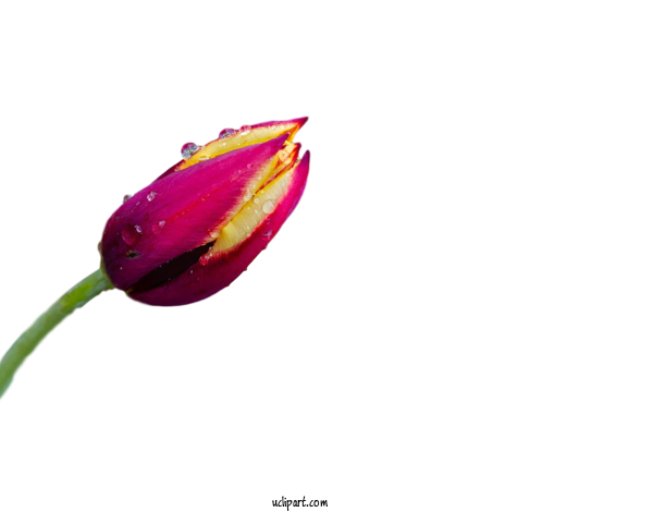 Free Flowers Plant Stem Tulip Lilies For Flower Clipart Clipart Transparent Background