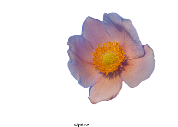 Free Flowers Flower Anemone Petal For Flower Clipart Clipart Transparent Background