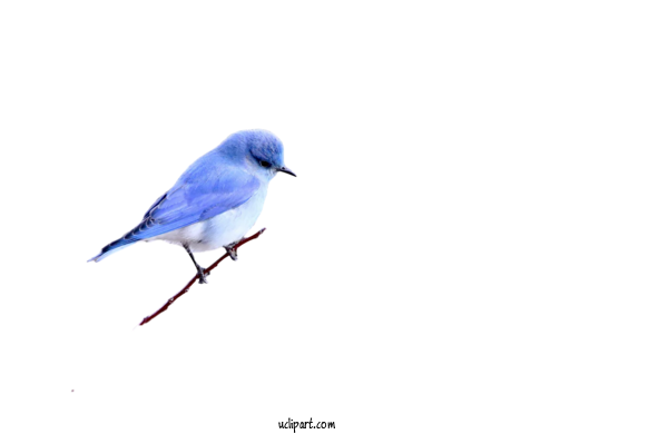 Free Animals Blue Jay Songbirds Bluebirds For Bird Clipart Transparent Background