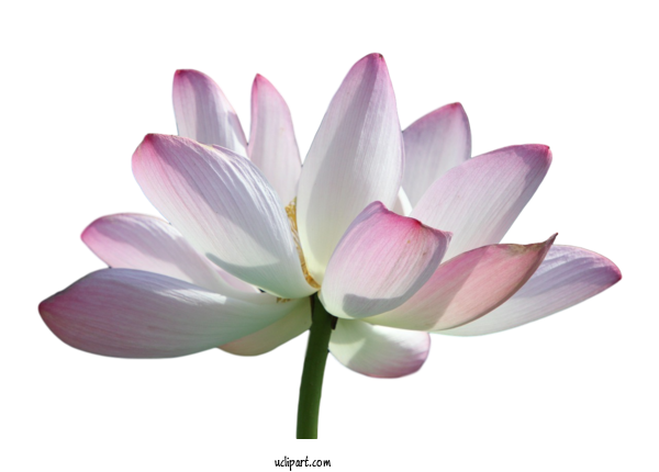 Free Flowers Plant Stem Sacred Lotus Nelumbonaceae For Flower Clipart Clipart Transparent Background