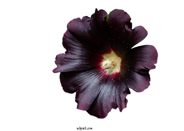 Free Flowers Hollyhock Flower Biennial Plant For Flower Clipart Clipart Transparent Background