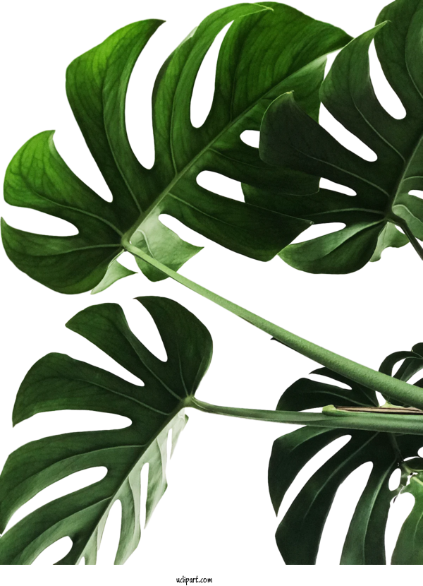 Free Nature Swiss Cheese Plant Leaf Stock.xchng For Leaf Clipart Transparent Background