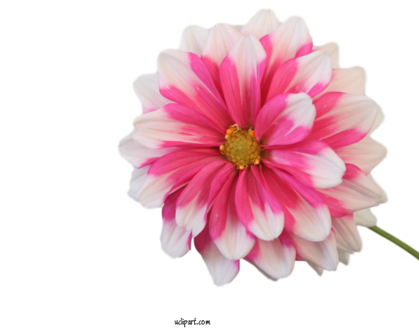 Free Flowers Flower Common Daisy Floral Design For Flower Clipart Clipart Transparent Background