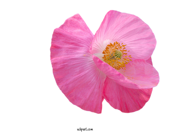 Free Flowers Hibiscus Annual Plant Mallows For Flower Clipart Clipart Transparent Background
