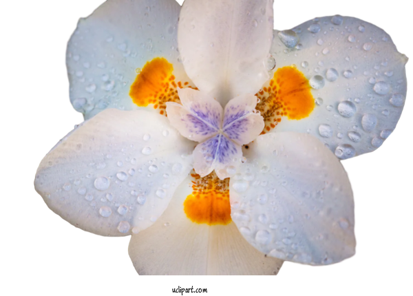 Free Flower Clipart Flower Moth Orchids Petal For Flowers Clipart Transparent Background