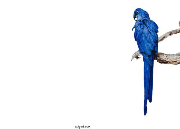 Free Animals Macaw Birds Beak For Bird Clipart Transparent Background