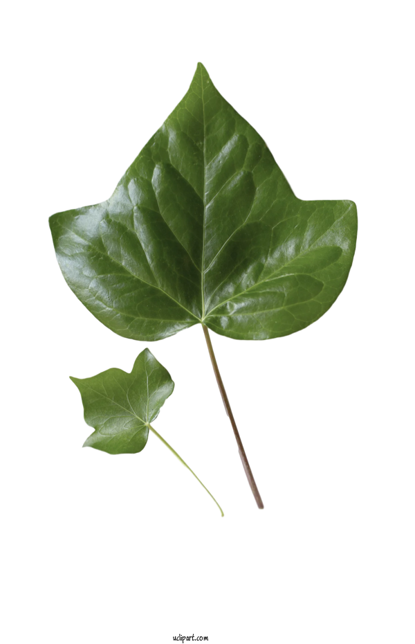 Free Nature Leaf Design Poster For Leaf Clipart Transparent Background