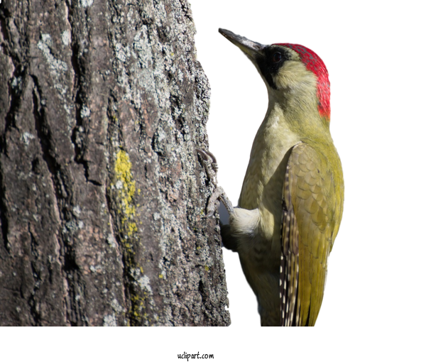 Free Animals Birds Picus Plumage For Bird Clipart Transparent Background