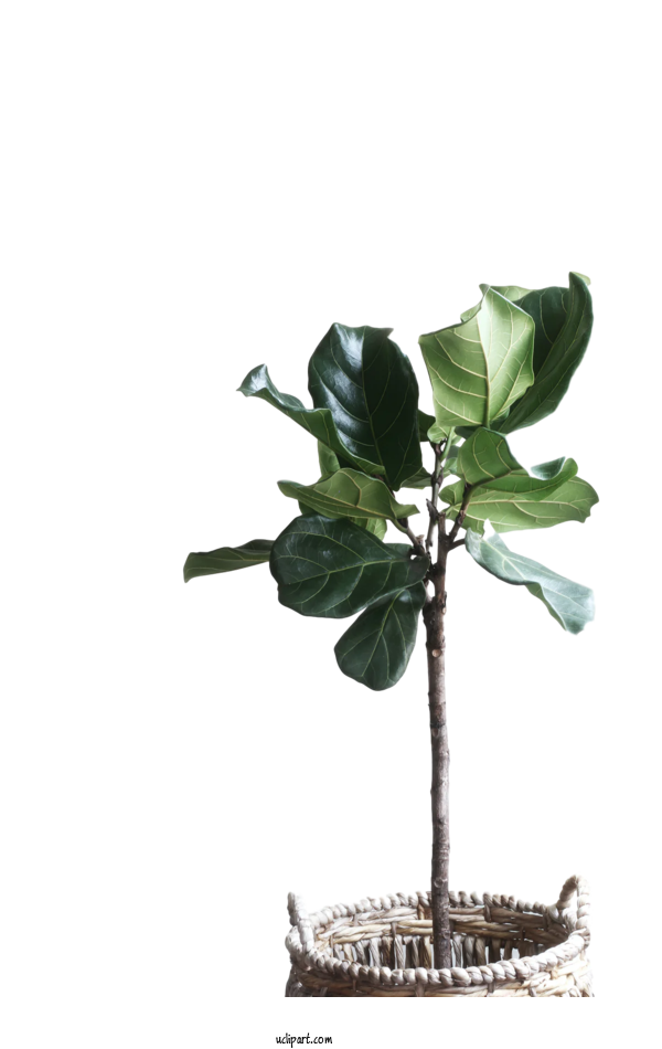 Free Nature Fiddle Leaf Fig Houseplant Swiss Cheese Plant For Leaf Clipart Transparent Background