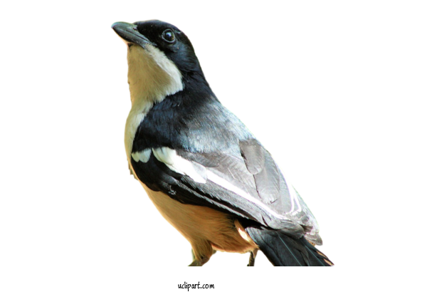 Free Animals Birds Songbirds Beak For Bird Clipart Transparent Background