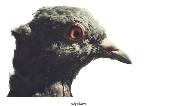 Free Animals American Crow Birds Beak For Bird Clipart Transparent Background