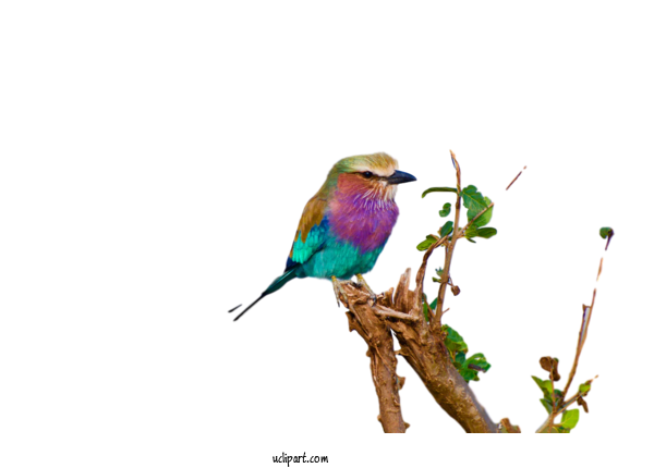 Free Animals Birds Mountain Bluebird Blue Winged Parrot For Bird Clipart Transparent Background