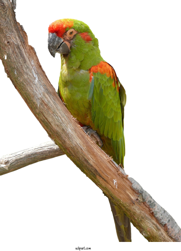 Free Animals Macaw Lovebird Parakeet For Bird Clipart Transparent Background