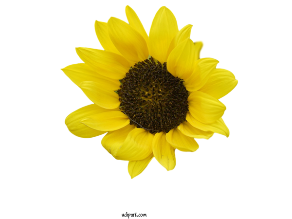 Free Flowers Sunflower Seed  Daisy Family For Flower Clipart Clipart Transparent Background