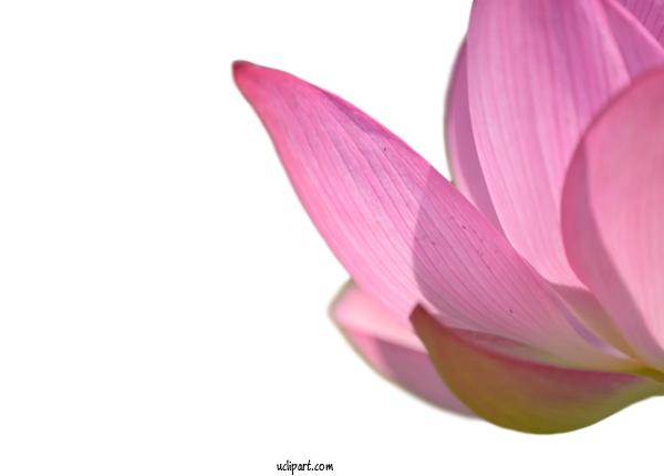 Free Flower Clipart Plant Stem Sacred Lotus Herbaceous Plant For Flowers Clipart Transparent Background