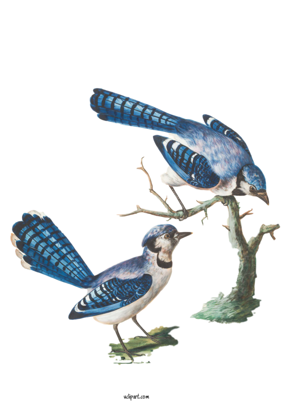 Free Animals Birds Bee Eater Bluebirds For Bird Clipart Transparent Background
