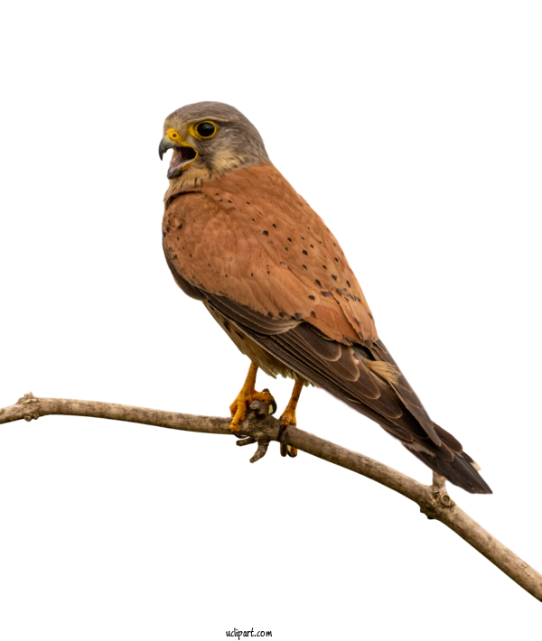 Free Animals Birds Bird Of Prey Falcon For Bird Clipart Transparent Background