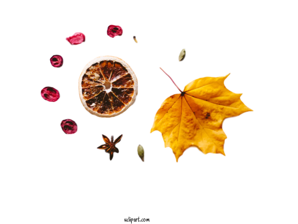 Free Nature Stock.xchng Leaf For Leaf Clipart Transparent Background