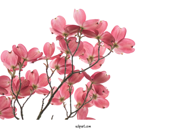 Free Flower Clipart ATEEZ ATINY Flower For Flowers Clipart Transparent Background