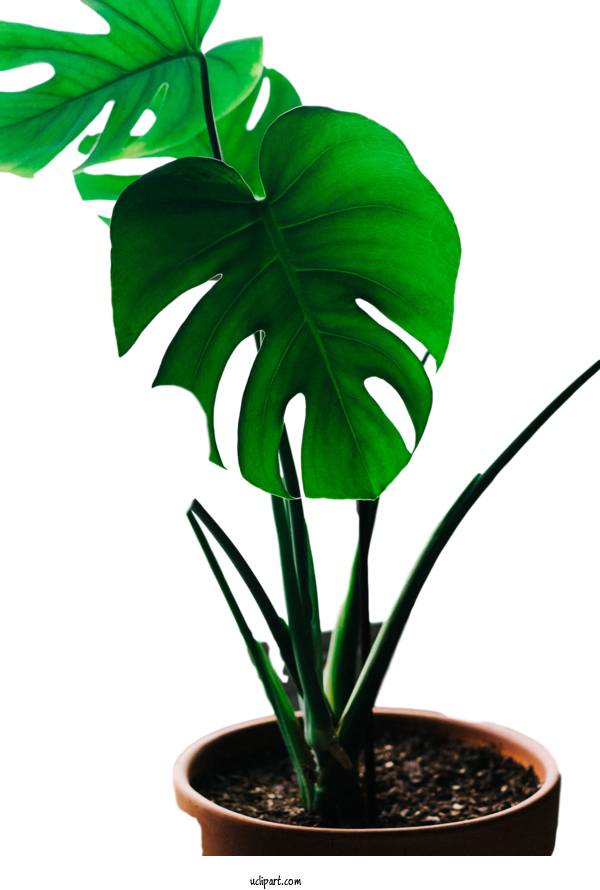 Free Nature Swiss Cheese Plant Houseplant Leaf For Leaf Clipart Transparent Background