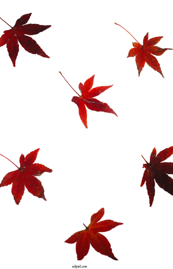 Free Nature Leaf Maple Leaf Design For Leaf Clipart Transparent Background
