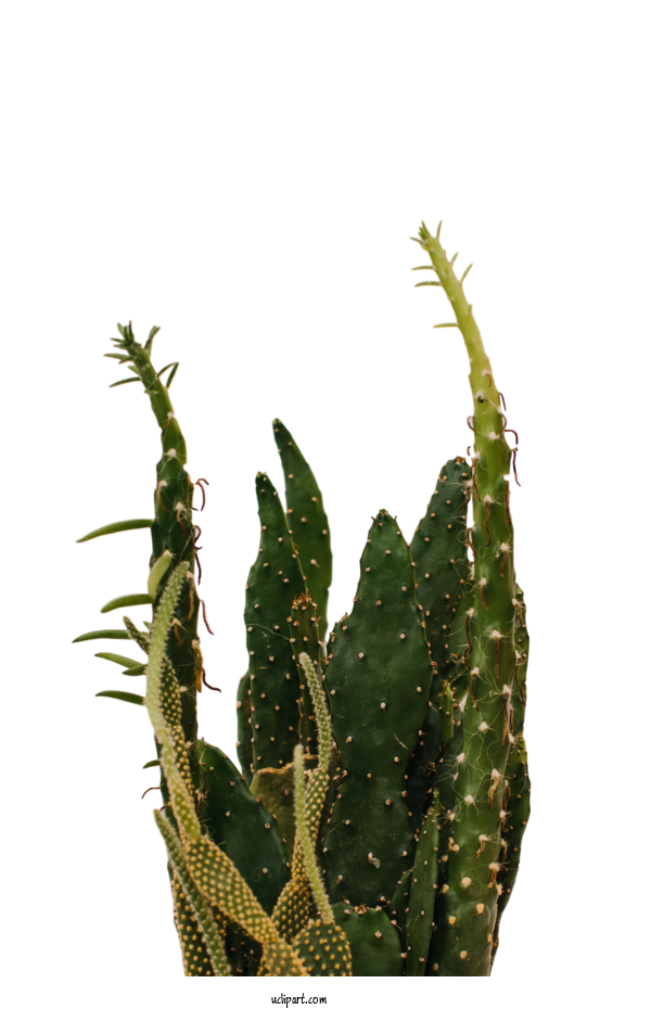 Free Nature Cactus Interior Design Services Plants For Leaf Clipart Transparent Background