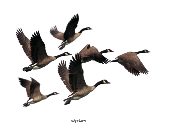 Free Animals Canada Goose Birds Goose For Bird Clipart Transparent Background