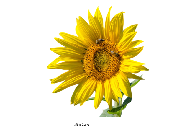 Free Flowers Drawing Common Sunflower White For Flower Clipart Clipart Transparent Background