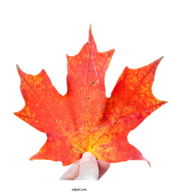 Free Nature Leaf Red Maple For Leaf Clipart Transparent Background