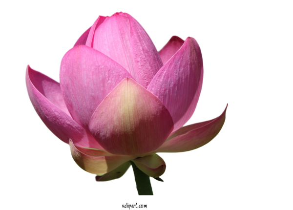 Free Flowers Sacred Lotus Plant Stem Nelumbonaceae For Flower Clipart Clipart Transparent Background
