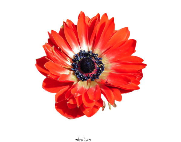 Free Flowers Transvaal Daisy Cut Flowers Petal For Flower Clipart Clipart Transparent Background
