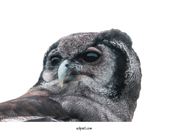 Free Animals Birds Beak Snout For Bird Clipart Transparent Background