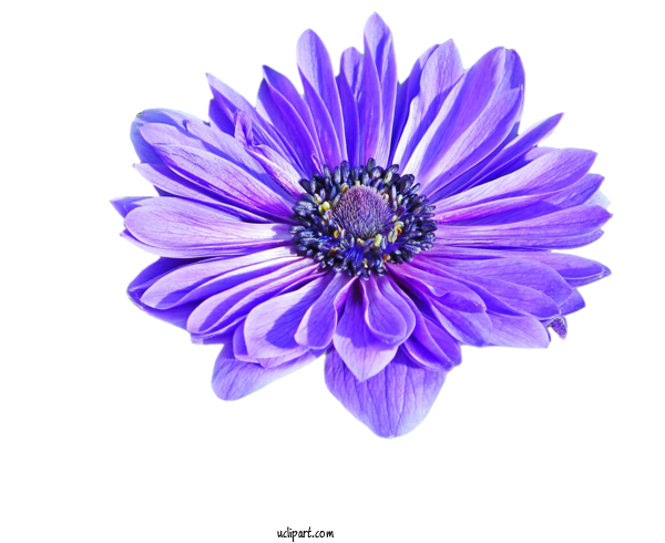 Free Flowers Blue Flower Poppy Anemone For Flower Clipart Clipart Transparent Background