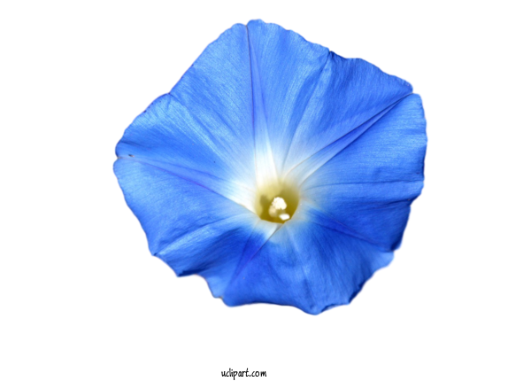 Free Flowers Beach Moonflower Cobalt Blue Flower For Flower Clipart Clipart Transparent Background