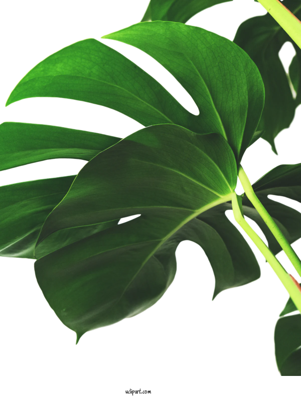 Free Nature Leaf Swiss Cheese Plant Plant Stem For Leaf Clipart Transparent Background