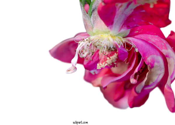Free Flowers Floral Design Cut Flowers Close Up For Flower Clipart Clipart Transparent Background