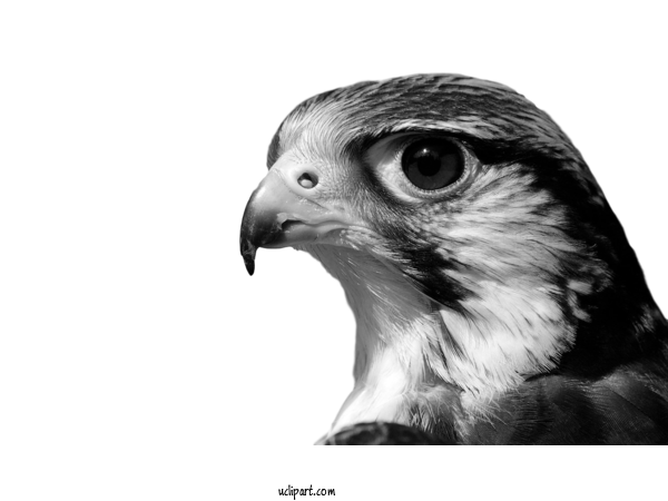 Free Animals Bird Of Prey Birds Hawk For Bird Clipart Transparent Background