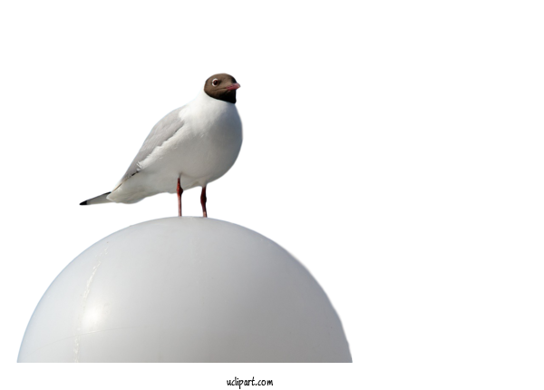 Free Animals Shorebirds Gull Birds For Bird Clipart Transparent Background