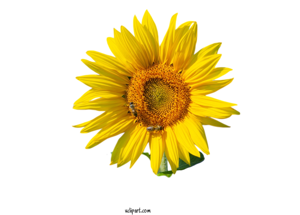 Free Flowers Common Sunflower Royalty Free For Flower Clipart Clipart Transparent Background