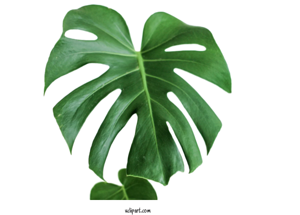 Free Nature Swiss Cheese Plant Tree Philodendron Houseplant For Leaf Clipart Transparent Background