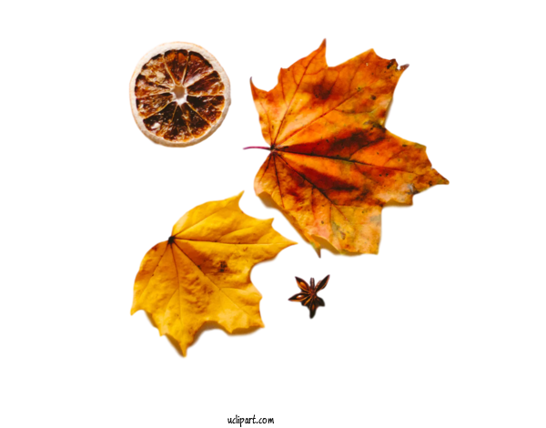 Free Nature Leaf Maple Leaf Trunk For Leaf Clipart Transparent Background