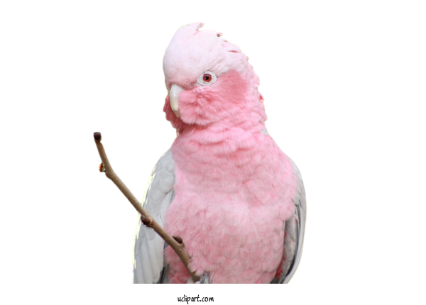 Free Animals Sulphur Crested Cockatoo Cockatoos Parakeet For Bird Clipart Transparent Background