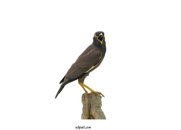 Free Animals Common Myna American Sparrows Birds For Bird Clipart Transparent Background