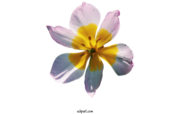 Free Flower Clipart Crocus M Lilac M Petal For Flowers Clipart Transparent Background