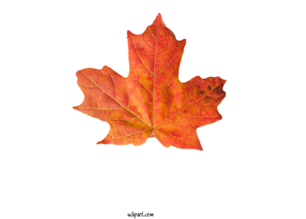 Free Nature Maple Leaf Leaf Sticker For Leaf Clipart Transparent Background