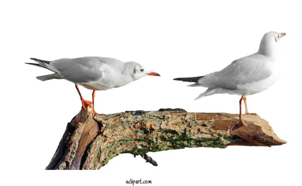 Free Animals European Herring Gull Gull Birds For Bird Clipart Transparent Background