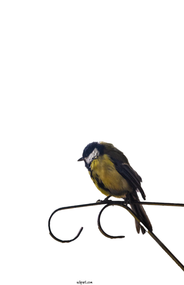 Free Animals Finches Birds Beak For Bird Clipart Transparent Background