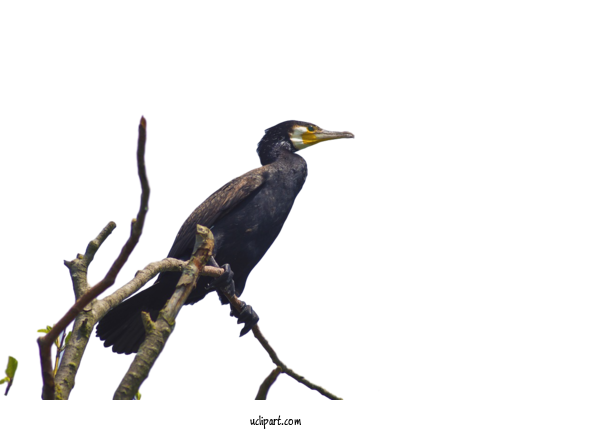 Free Animals Camera Cormorants Birds For Bird Clipart Transparent Background
